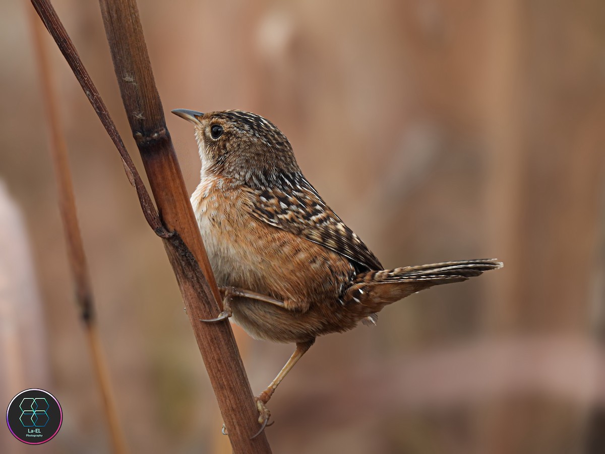 Cucarachero Culibarrado - ML646327394