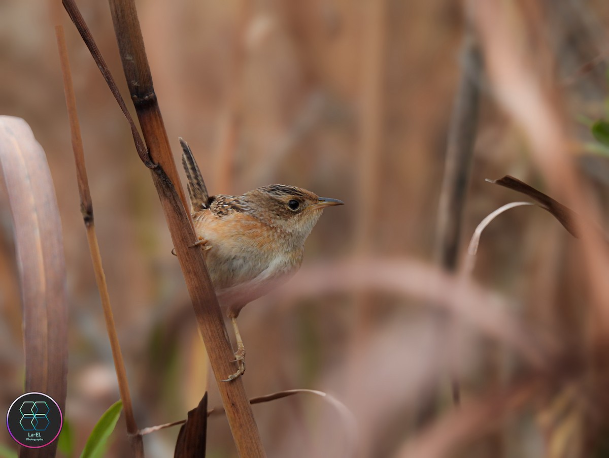 Cucarachero Culibarrado - ML646327395