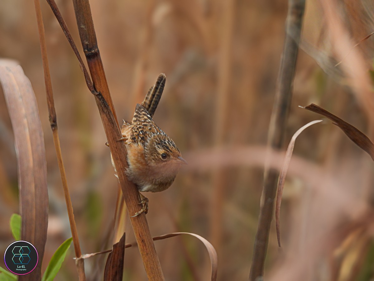 Cucarachero Culibarrado - ML646327396