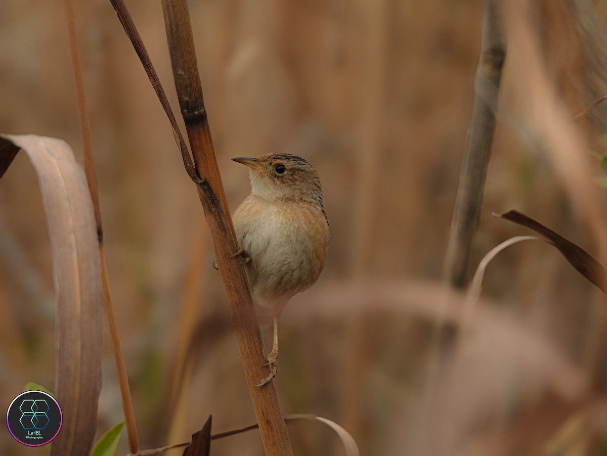 Cucarachero Culibarrado - ML646327397