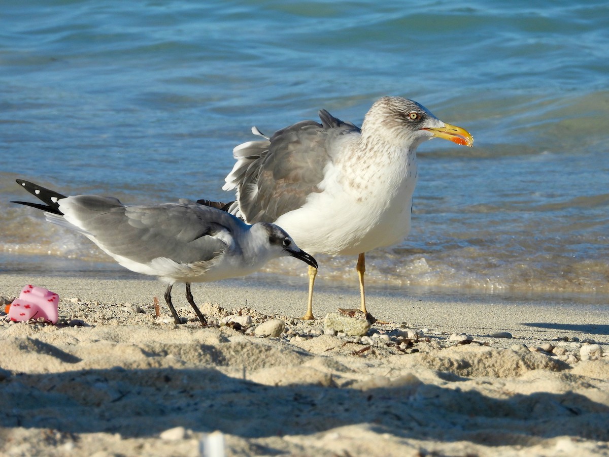 ワライカモメ - ML646327398