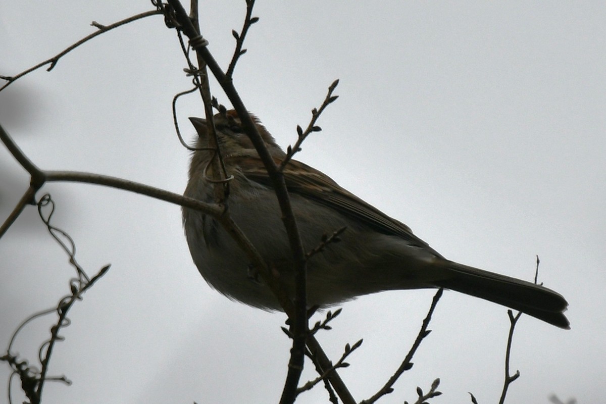 Chipping Sparrow - ML646327399