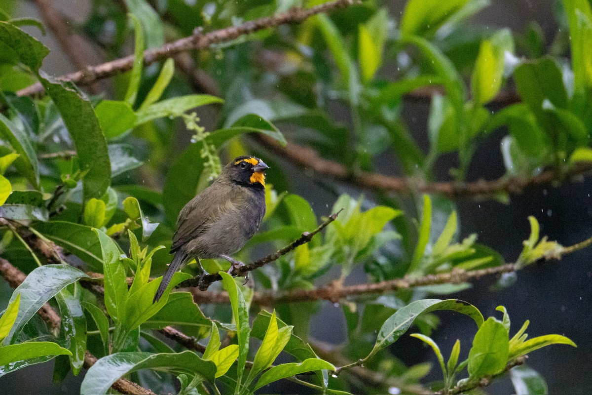Yellow-faced Grassquit - ML646327400