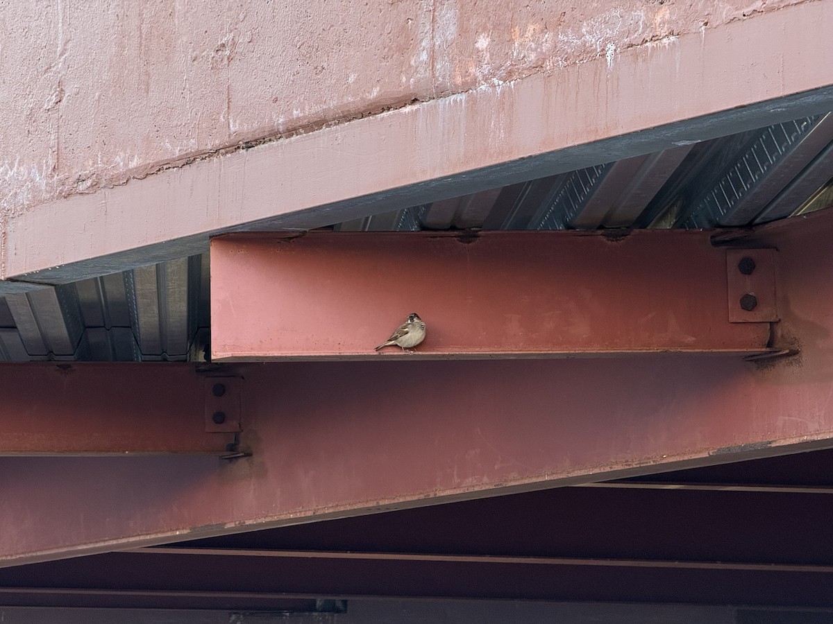 Etxe-txolarrea - ML646327404