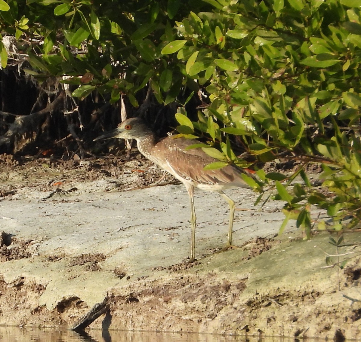 אנפת לילה צהובת-כיפה - ML646327405