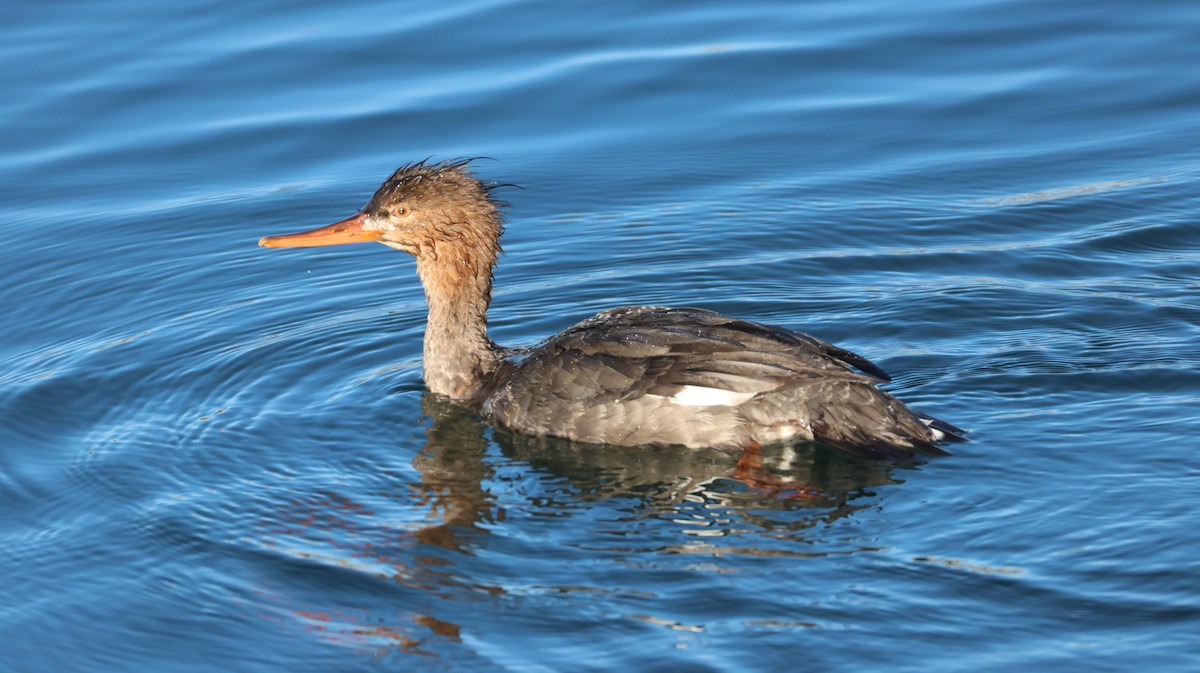 Крех середній - ML646327418
