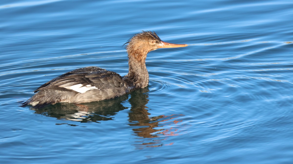 Крех середній - ML646327419