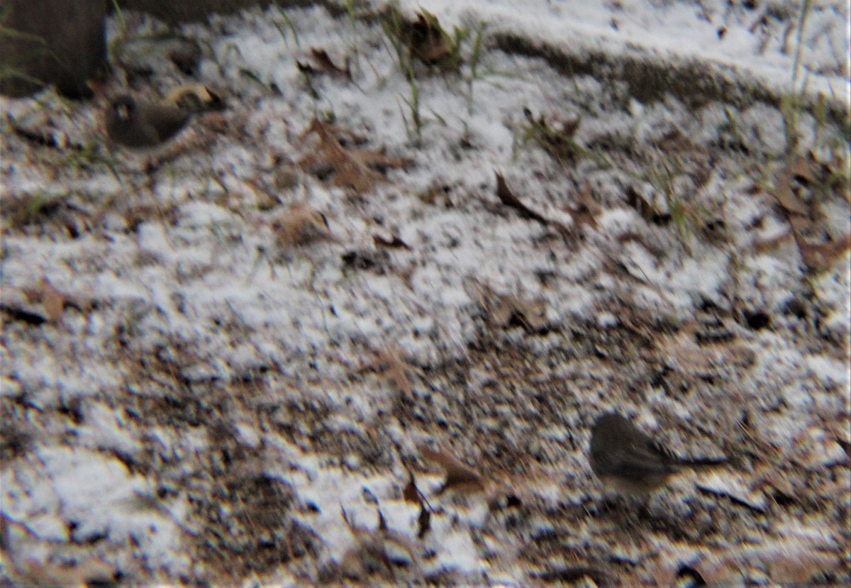 Dark-eyed Junco (Slate-colored) - ML646327425