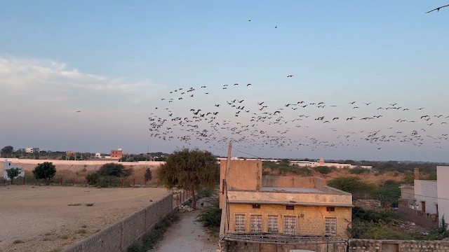 Demoiselle Crane - ML646327427