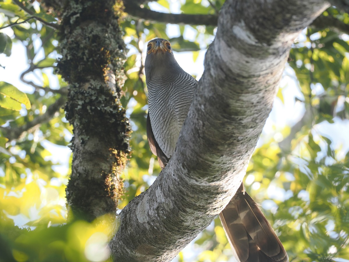 Barred Forest-Falcon - ML646327431