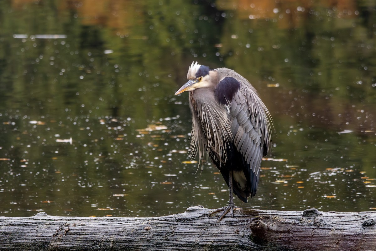 volavka velká - ML646327435