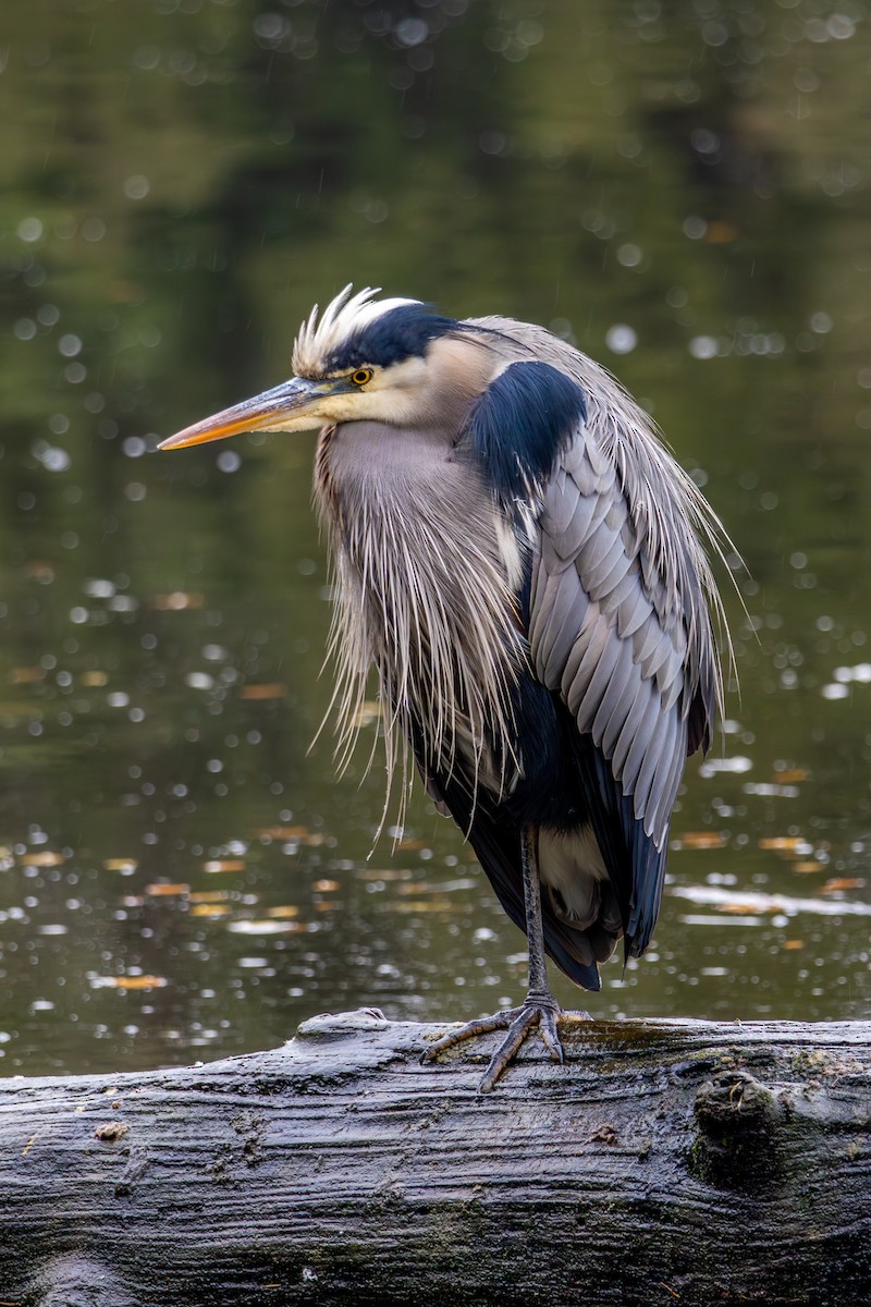 volavka velká - ML646327436