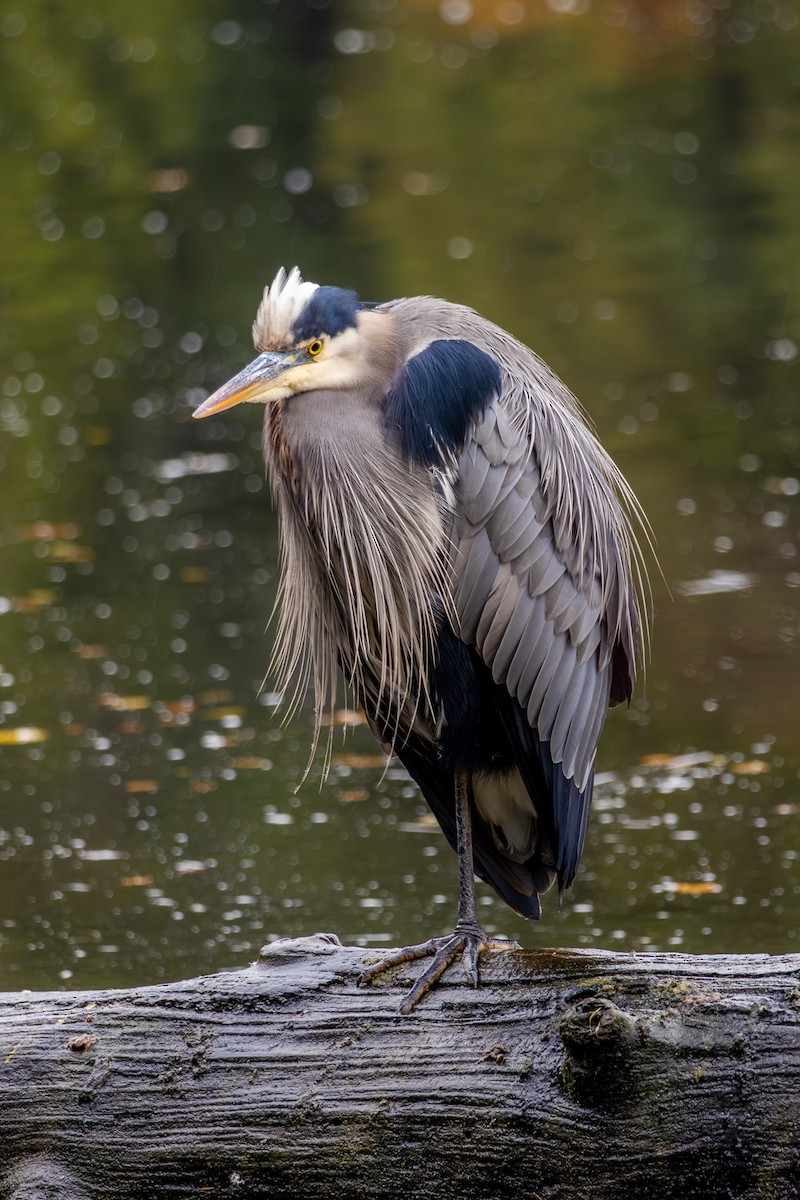 volavka velká - ML646327437