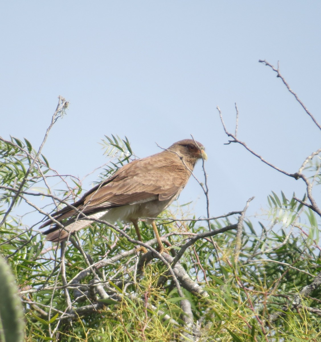 Chimango Caracara - ML646327438