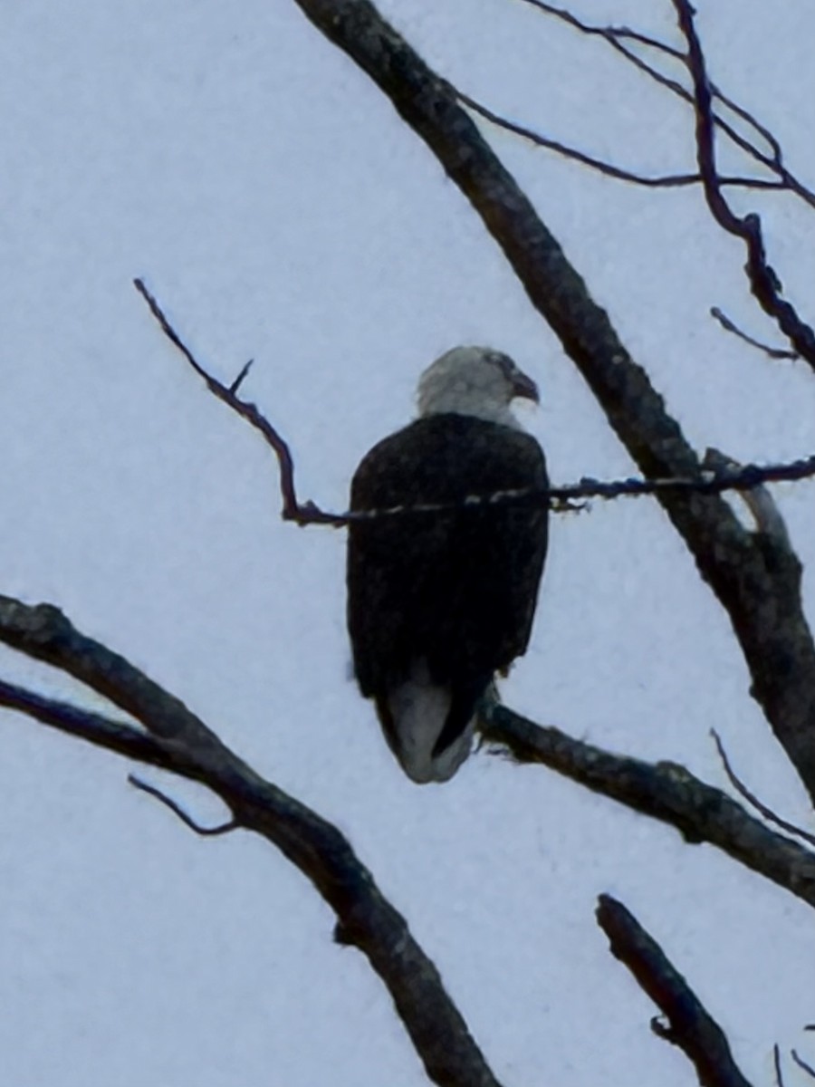 Bald Eagle - ML646327440