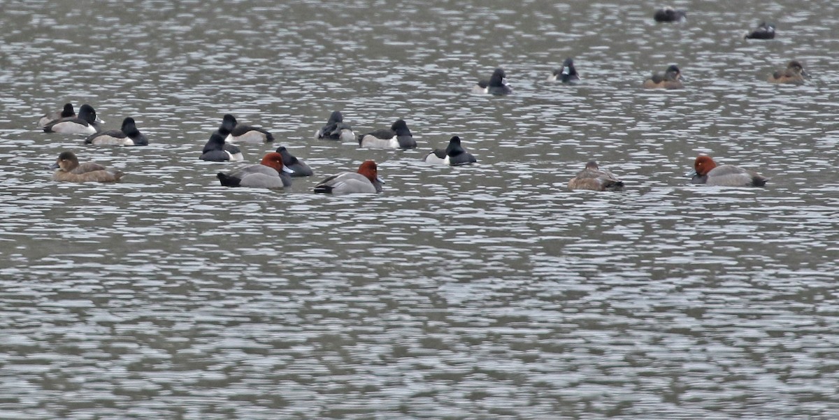 Попелюх американський - ML646327444