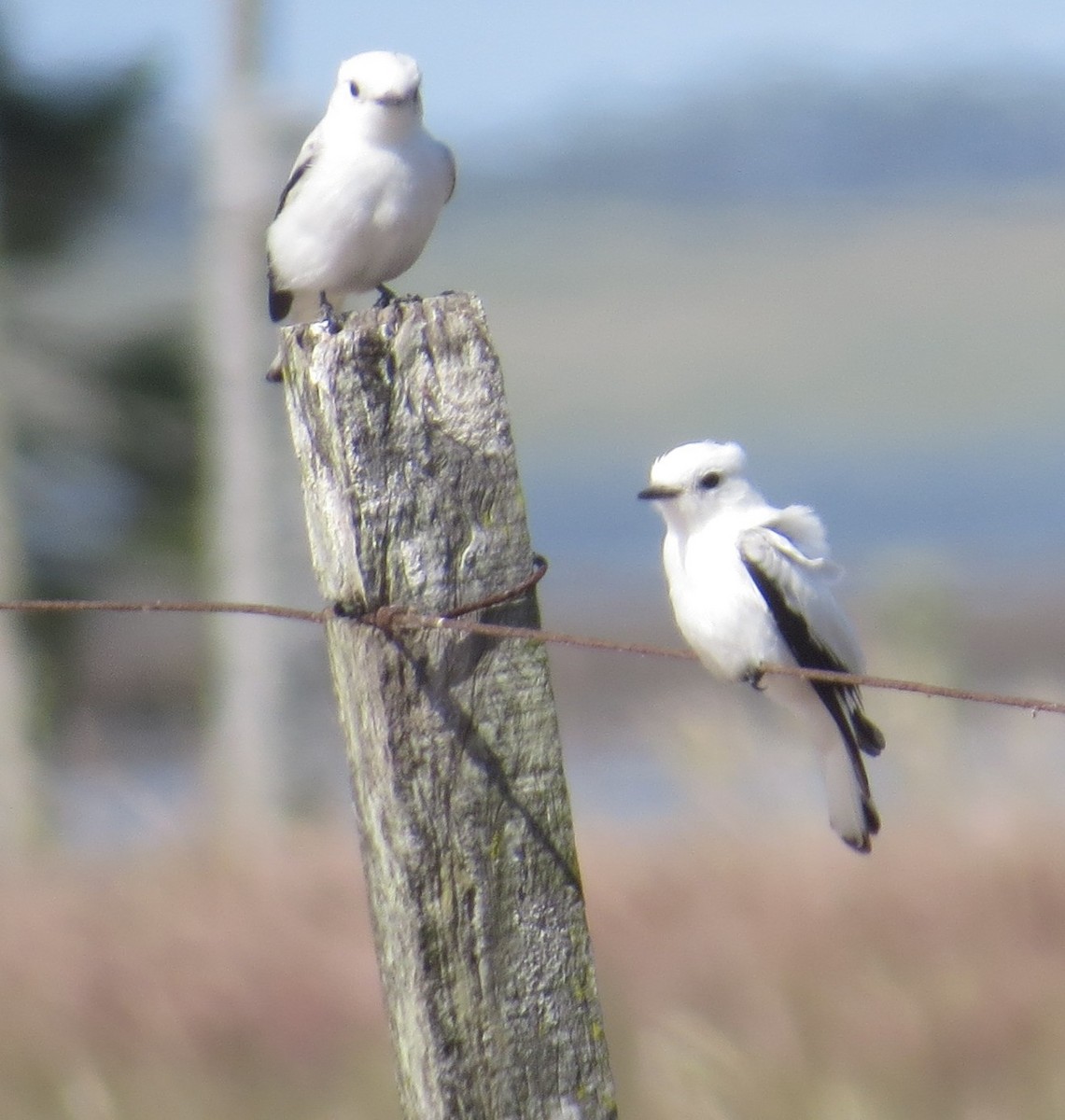 White Monjita - ML646327448