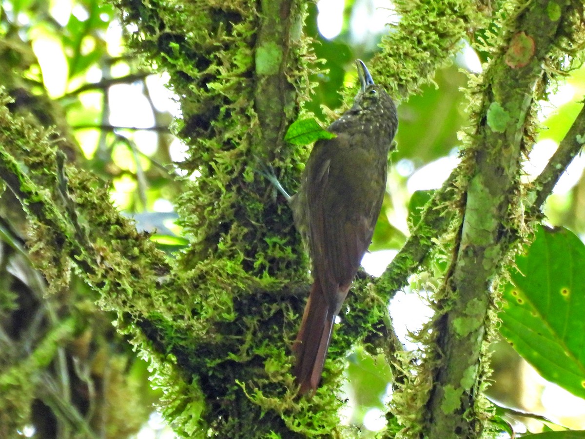 Olive-backed Woodcreeper - ML646327449