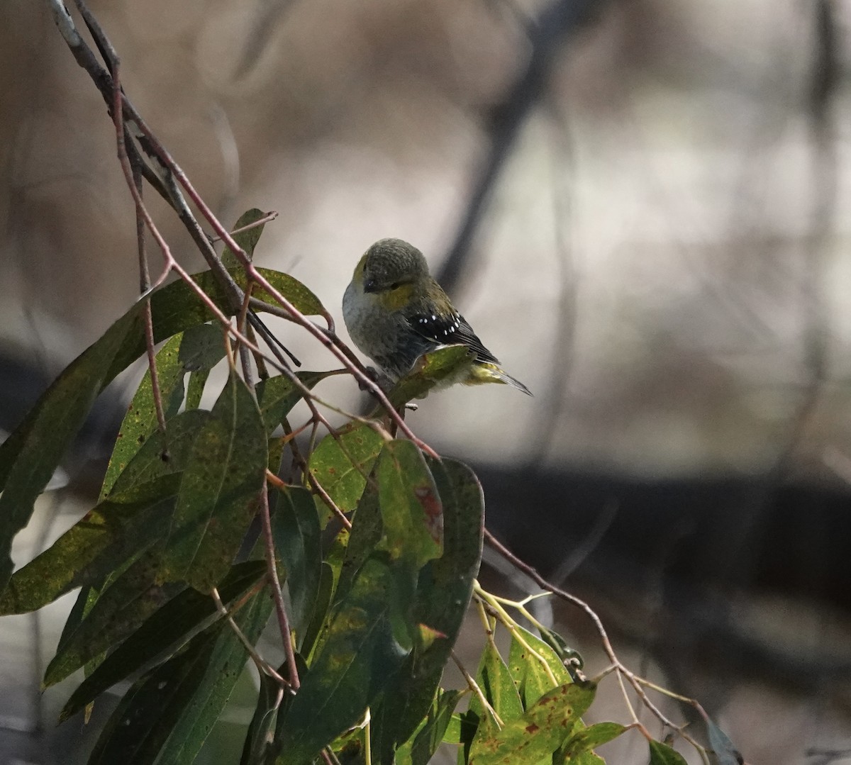 Forty-spotted Pardalote - ML646327457
