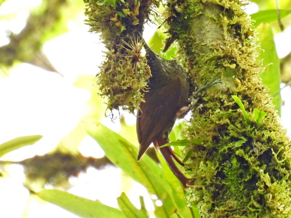 Olive-backed Woodcreeper - ML646327459