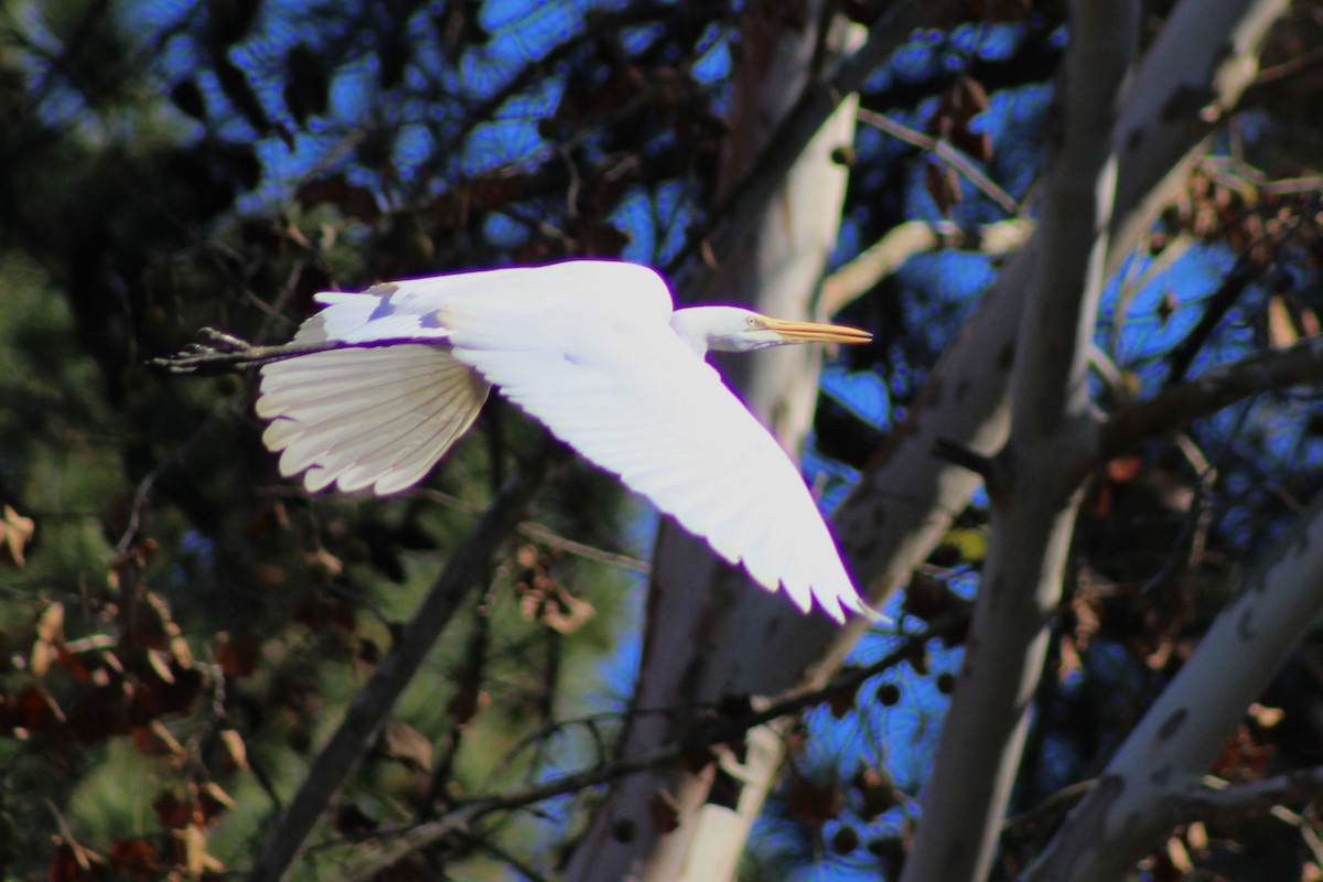 Great Egret - ML646327460