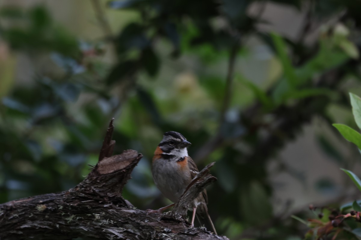Rufous-collared Sparrow - ML646327462