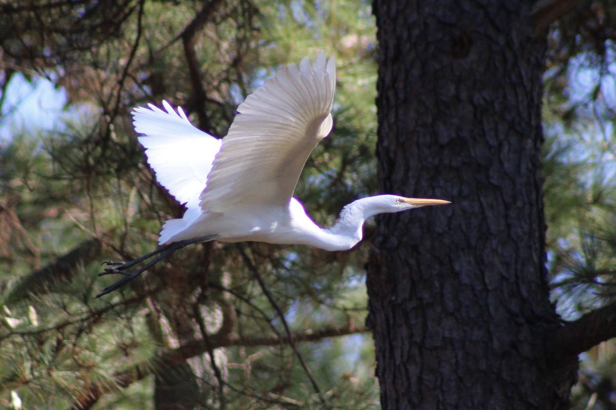 Great Egret - ML646327463