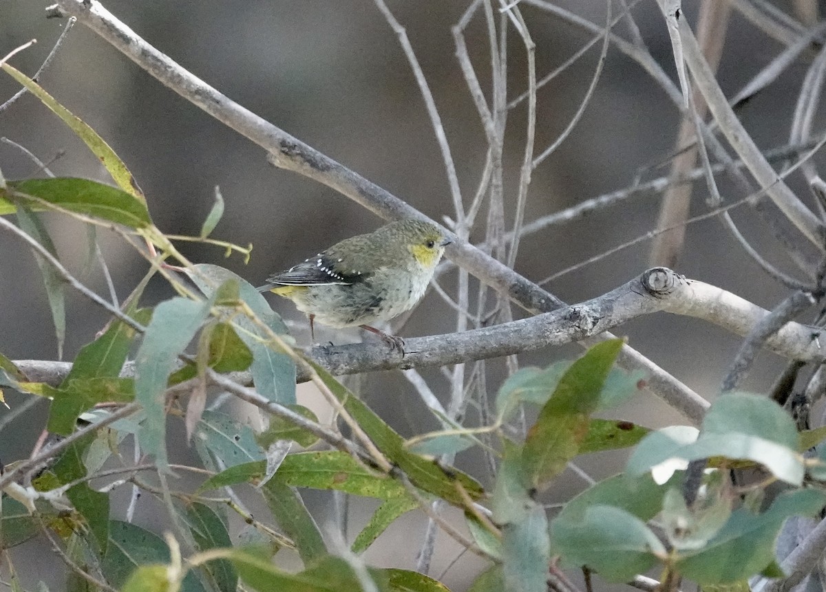 Forty-spotted Pardalote - ML646327464