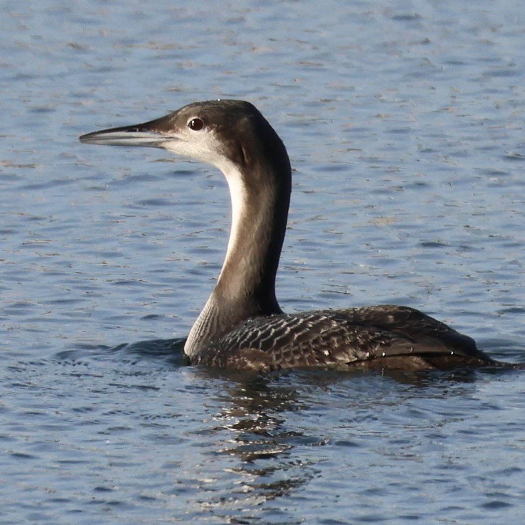 Pacific Loon - ML646327466