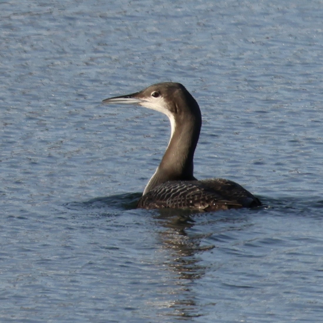 Pacific Loon - ML646327467