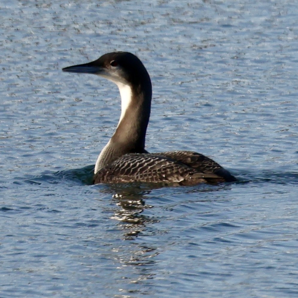 Pacific Loon - ML646327468