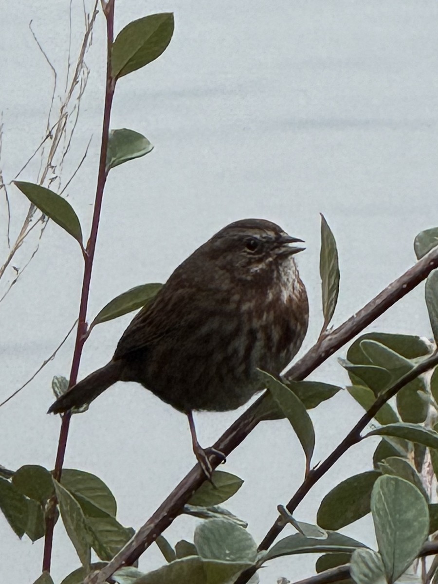 Song Sparrow - ML646327469
