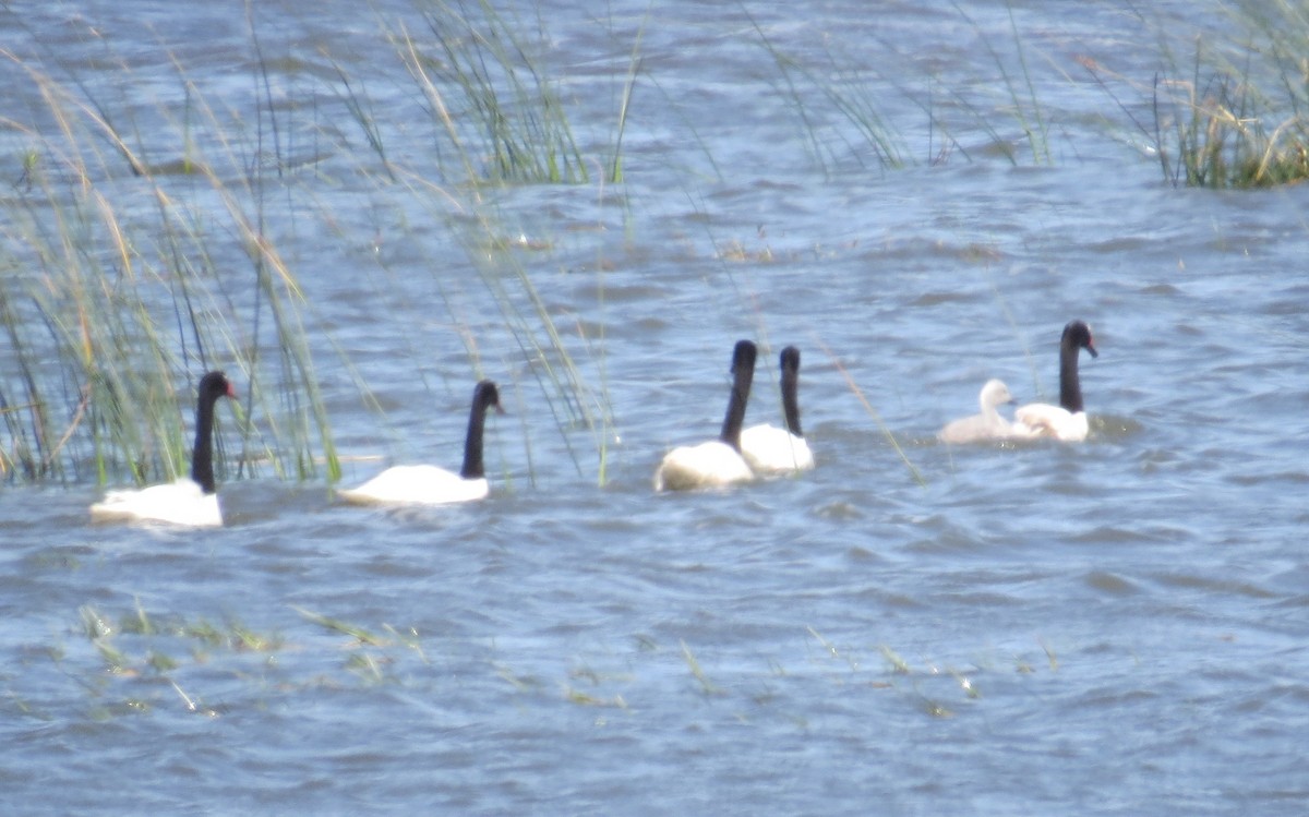 Black-necked Swan - ML646327472