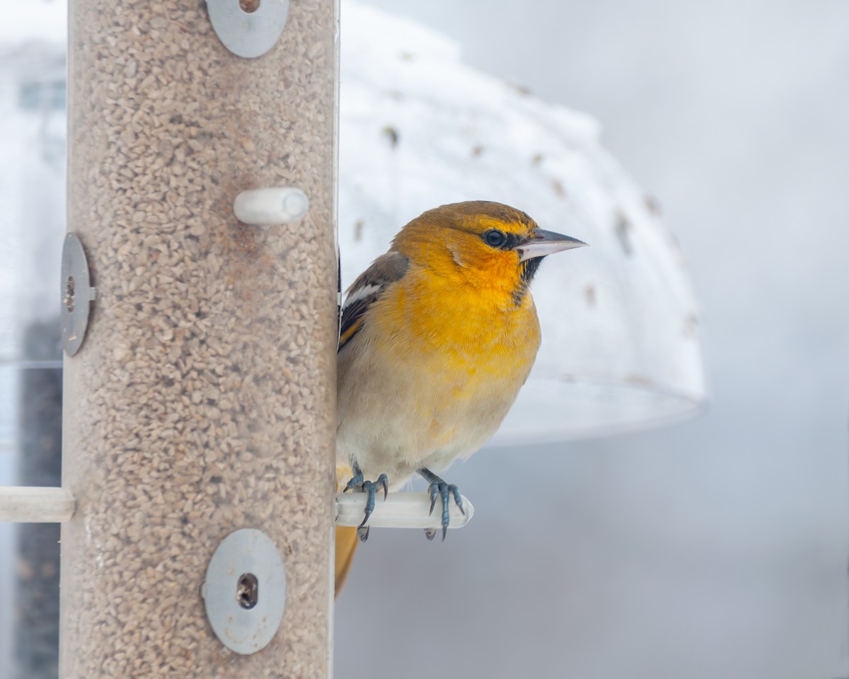 Bullock's Oriole - ML646327483