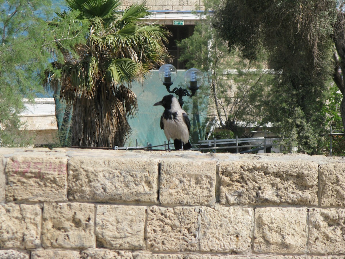 Hooded Crow - ML646327484