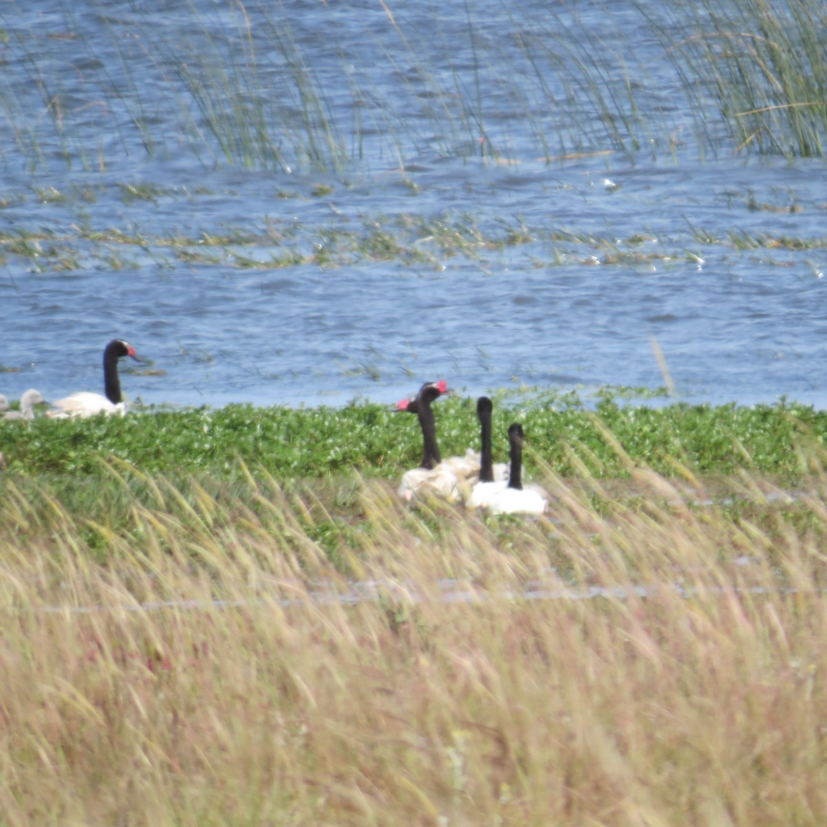 Black-necked Swan - ML646327485