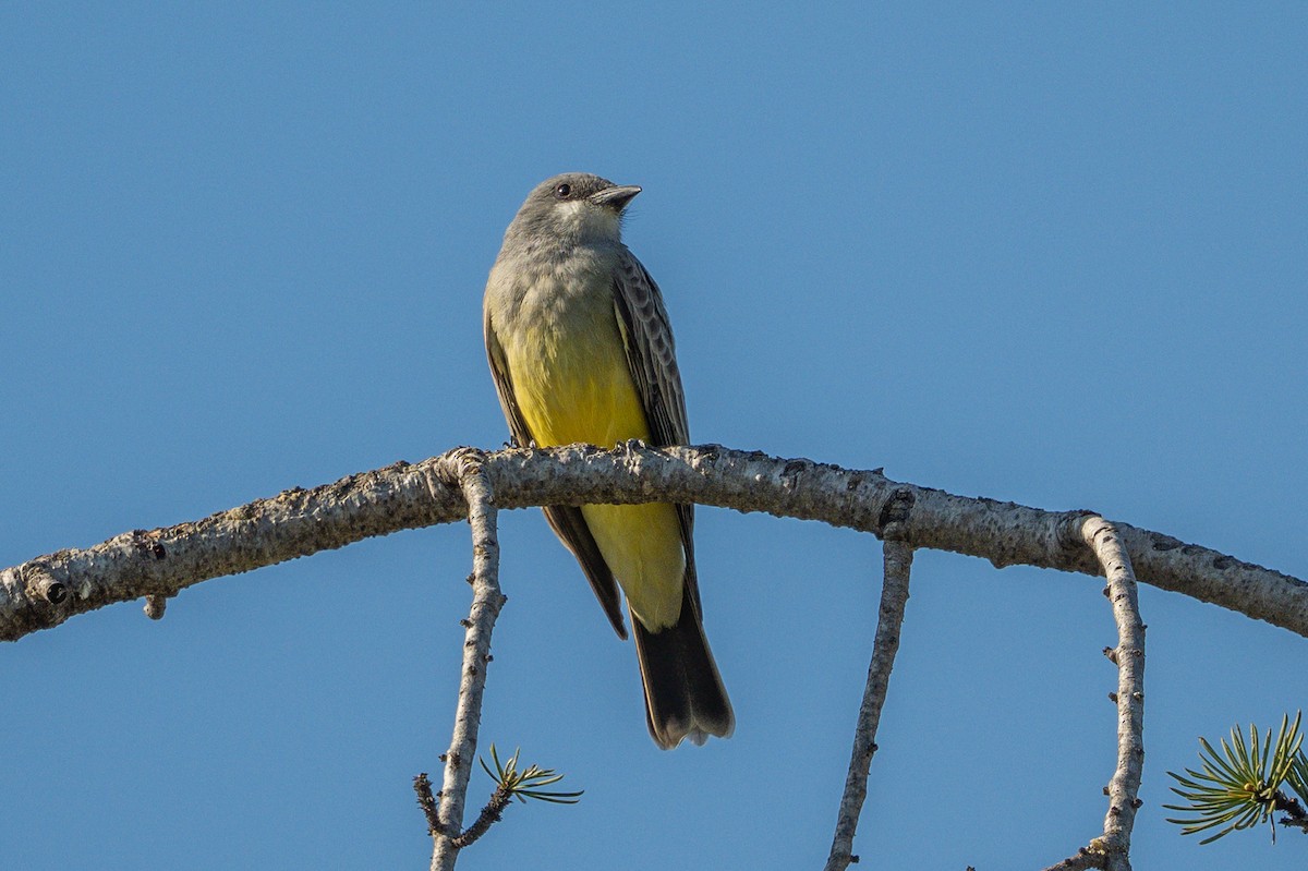 Cassin's Kingbird - ML646327486