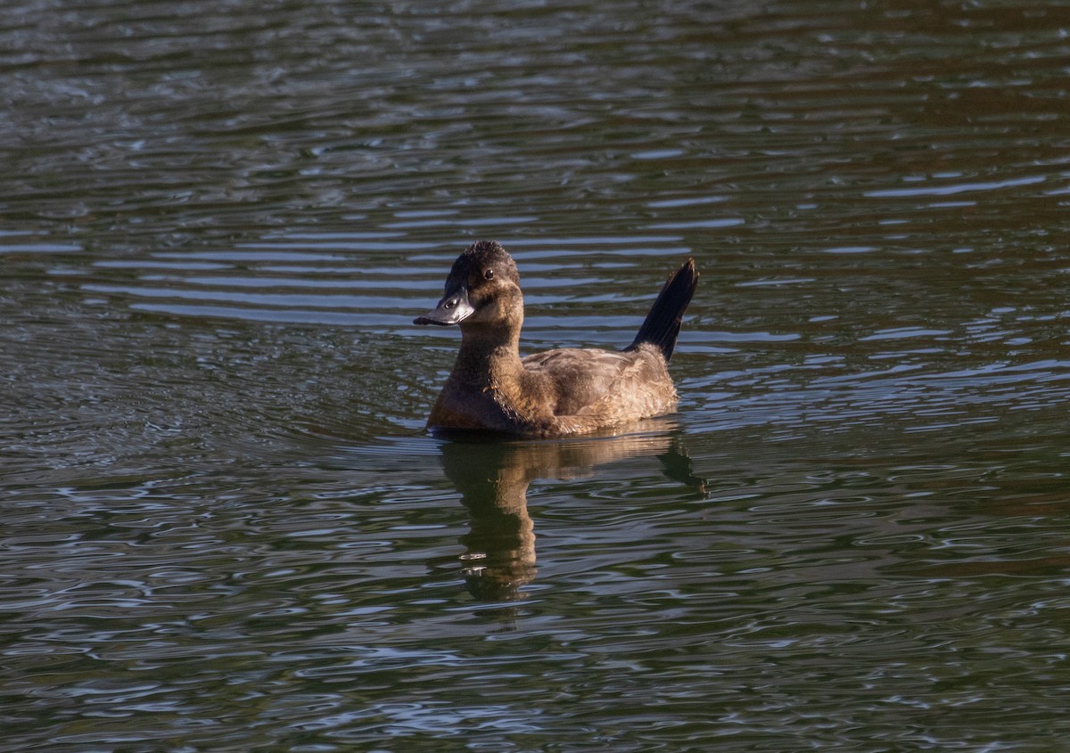 Ruddy Duck - ML646327487