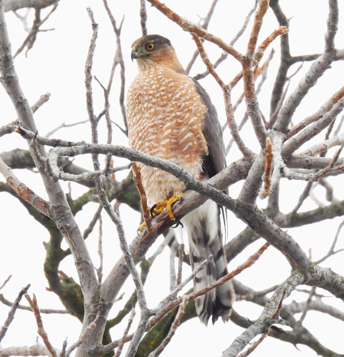 Cooper's Hawk - ML646327488