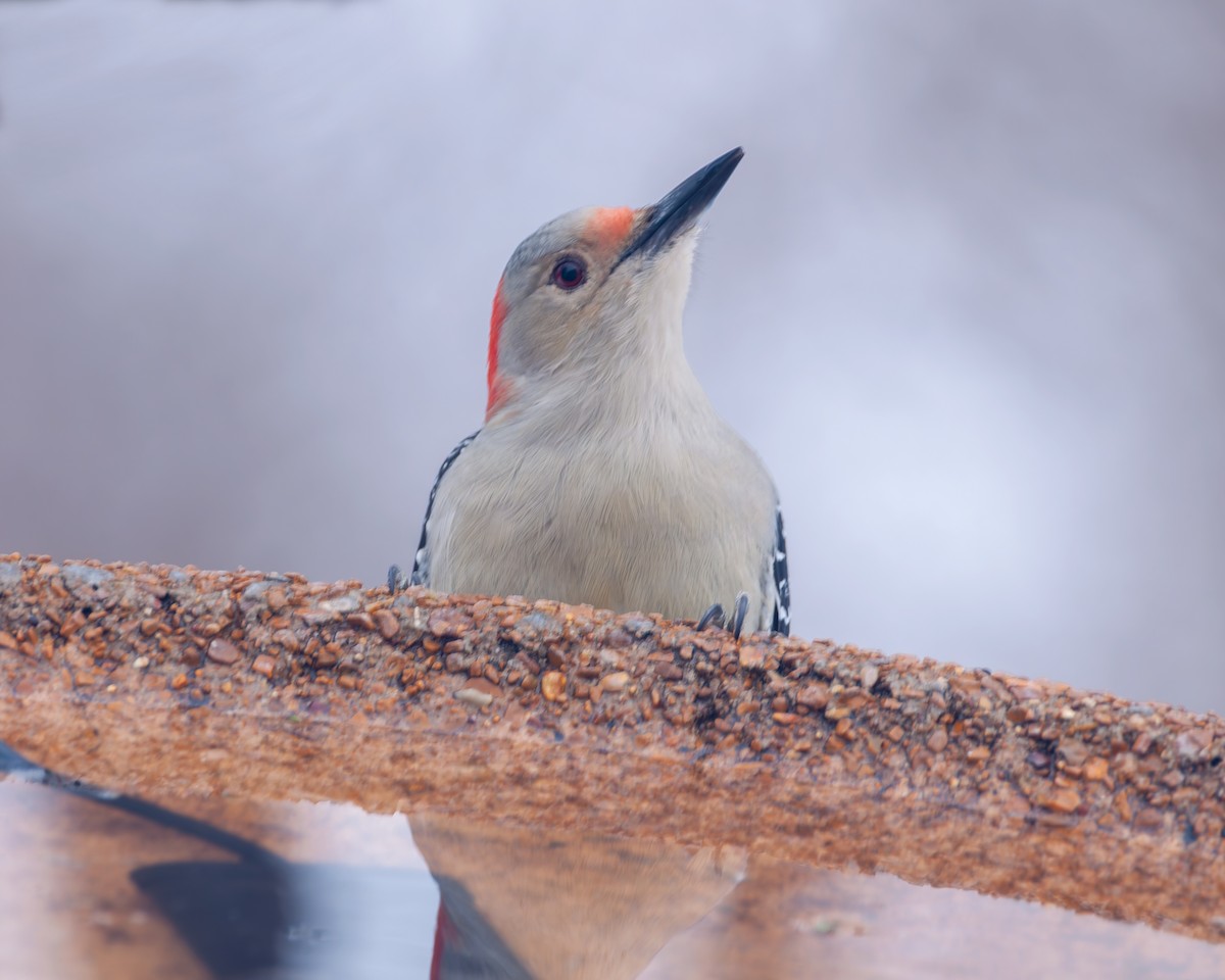 Red-bellied Woodpecker - ML646327489