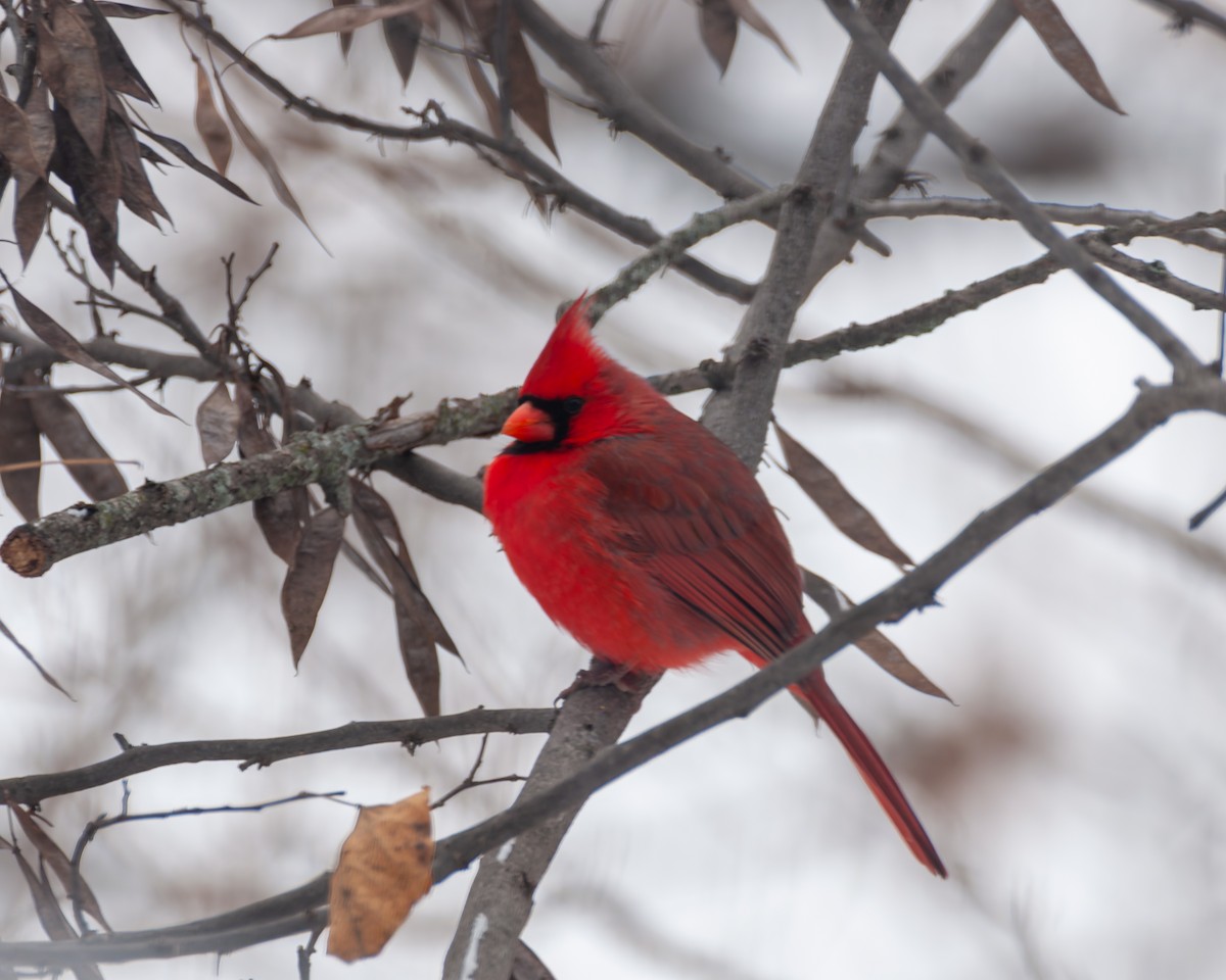 Cardinal rouge - ML646327490