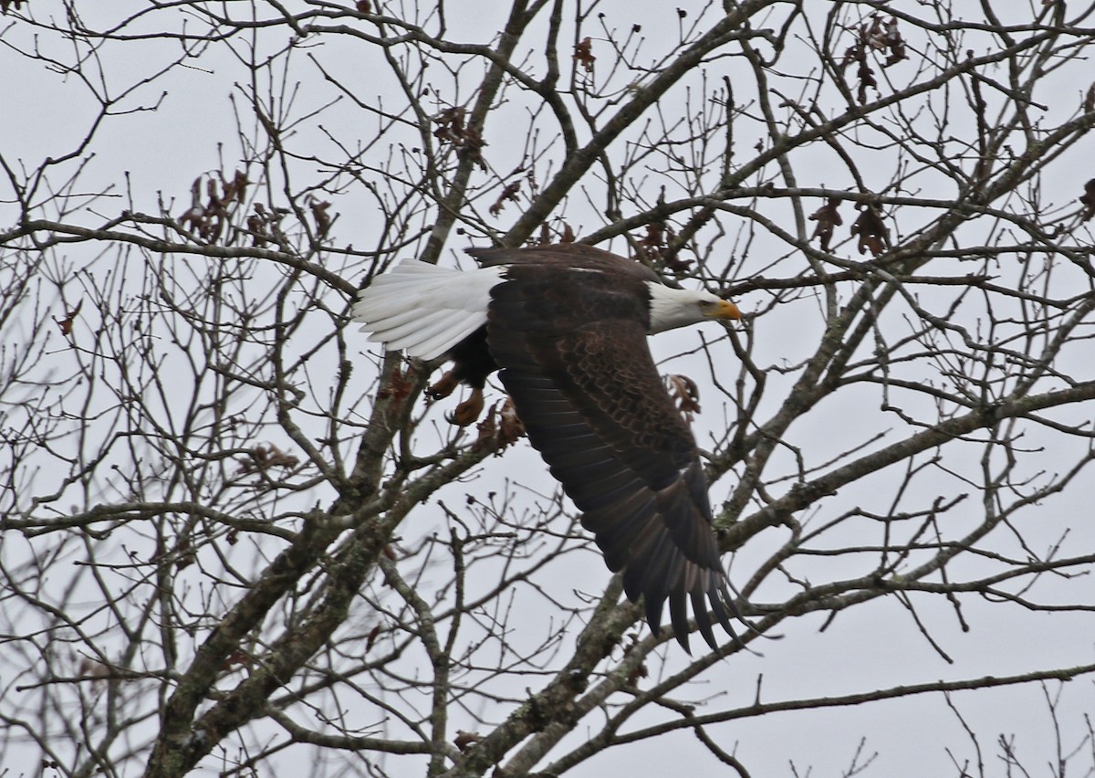 Орлан білоголовий - ML646327493