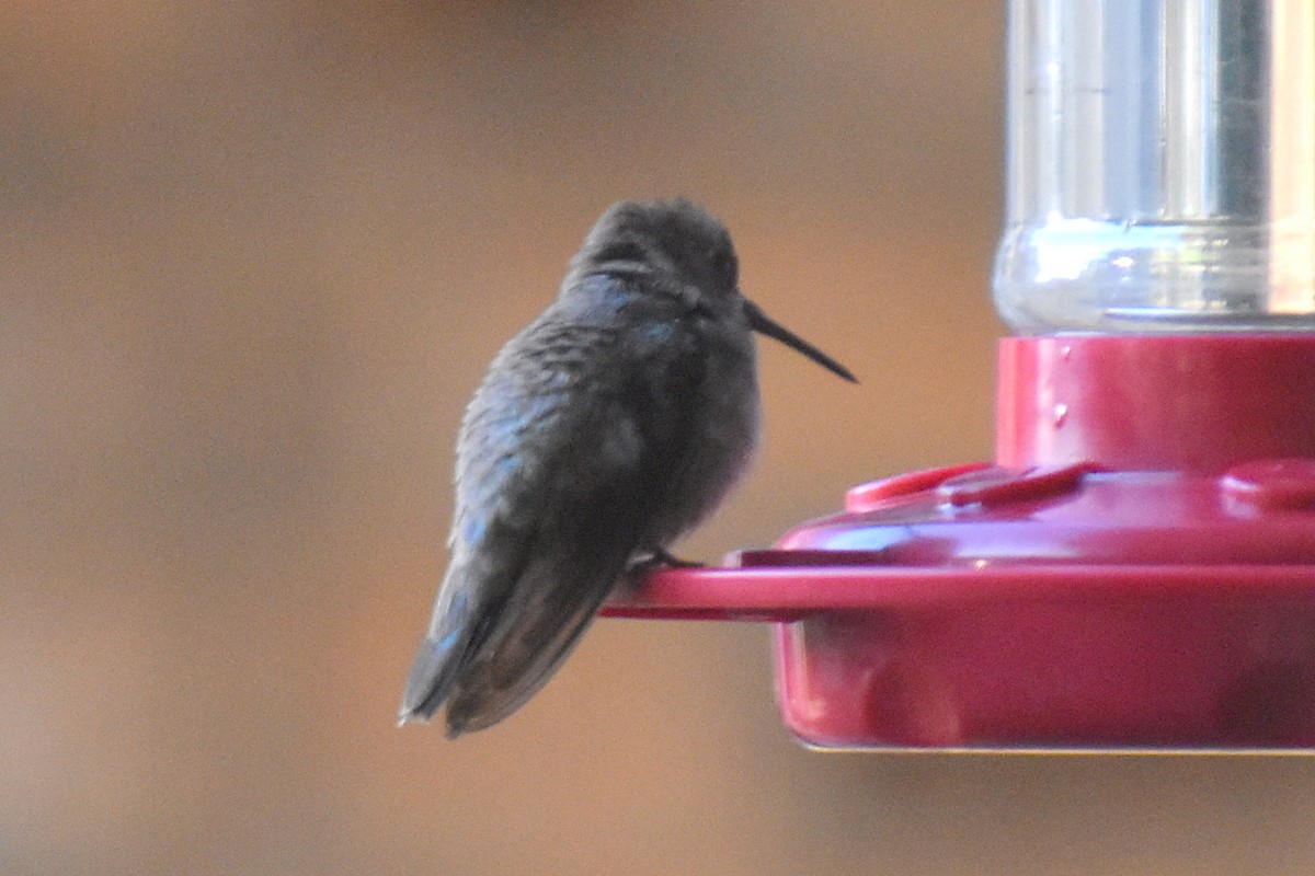 Black-chinned Hummingbird - ML646327496