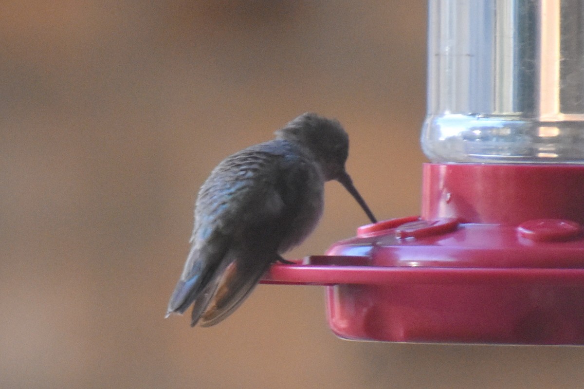 Black-chinned Hummingbird - ML646327500