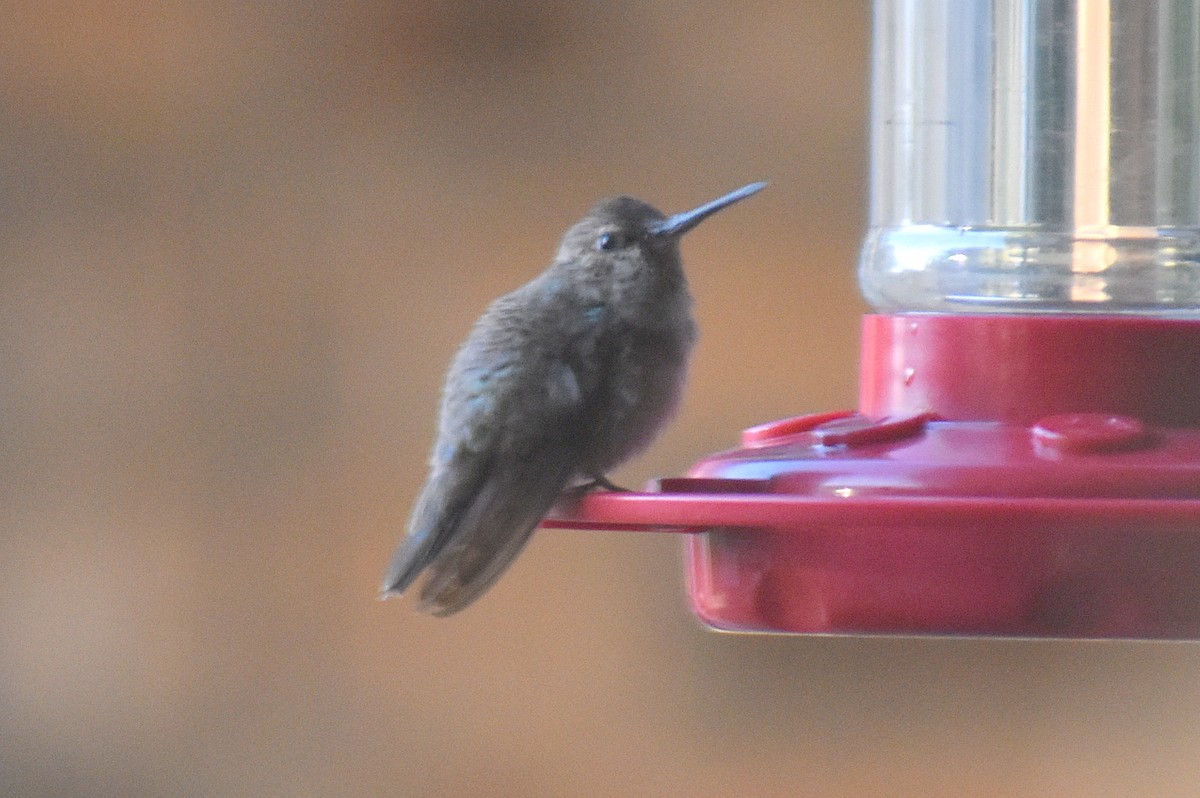 Black-chinned Hummingbird - ML646327502
