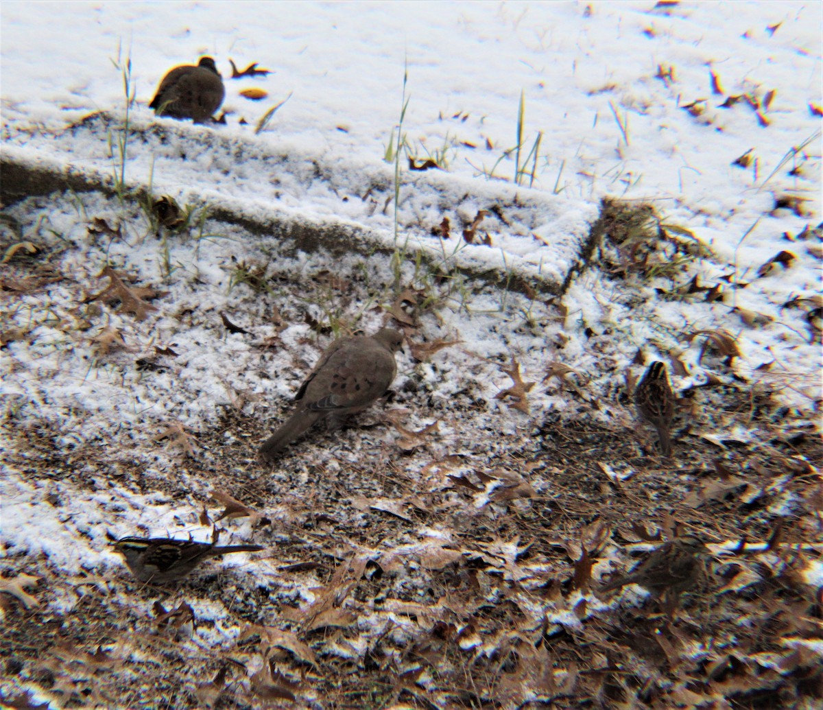 White-crowned Sparrow - ML646327504
