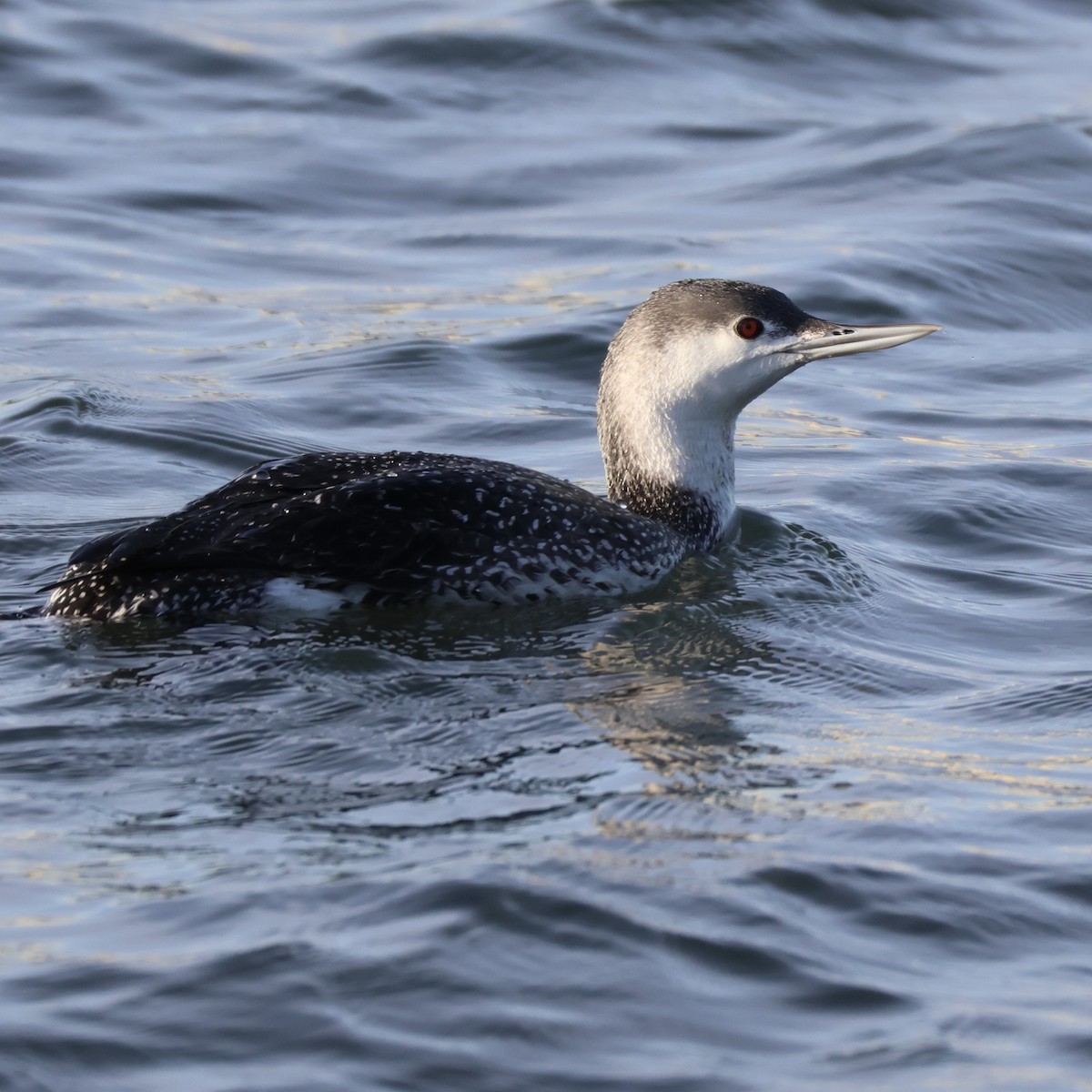 Plongeon catmarin - ML646327505