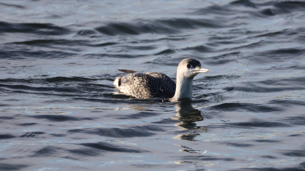 Plongeon catmarin - ML646327506