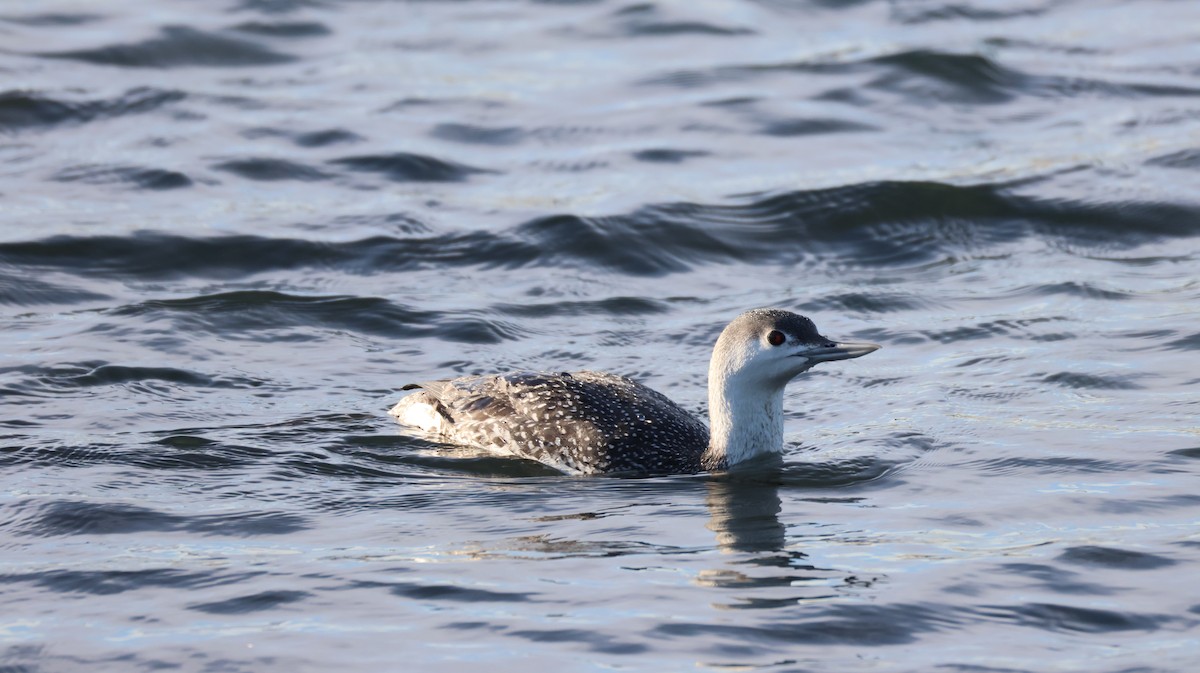 Plongeon catmarin - ML646327507