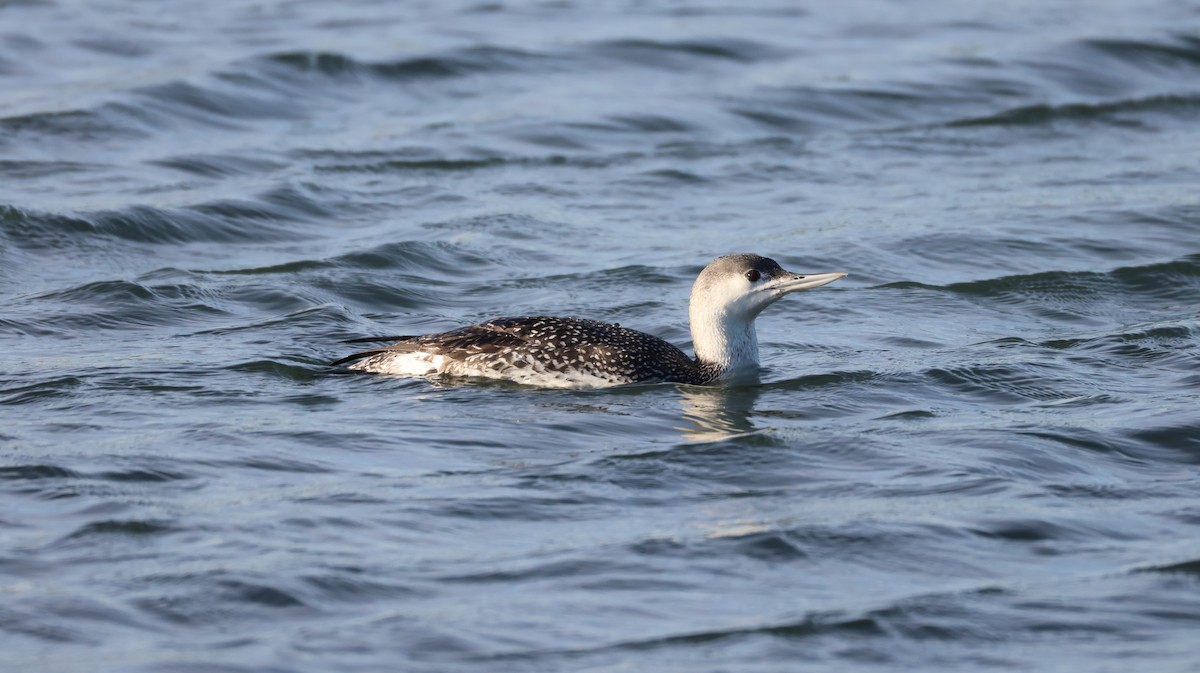 Plongeon catmarin - ML646327508